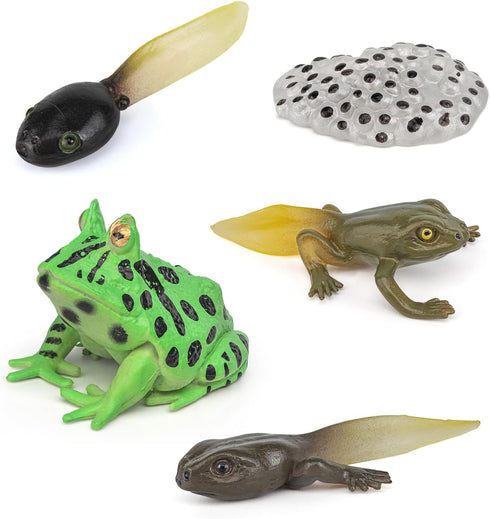 Fantarea Frog Animal Life Cycle Model Figure 5 PCS Horned Frog Growth Model Classroom Accessories Party Decoration Educational Development Toys fo...