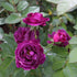 Purple Climbing Rose Seeds Attracts Birds Fragrant Deer Resistant Ornamental Fences Arbors Wall Outdoor 100Pcs Flower Seeds by YEGAOL Garden...