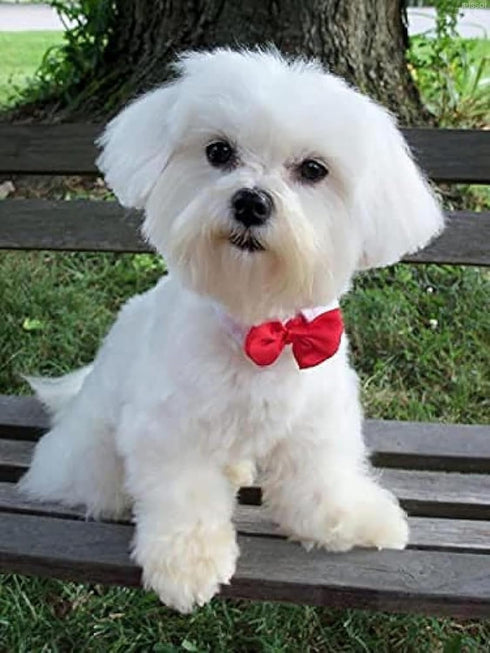 IPISSOI Maltese Dog DIY 5D Diamond Art Painting Kit for Adults Beginners, Dog Animal Diamond Painting, Animal DIY Diamond Arts Craft for Home Wall...