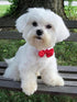 IPISSOI Maltese Dog DIY 5D Diamond Art Painting Kit for Adults Beginners, Dog Animal Diamond Painting, Animal DIY Diamond Arts Craft for Home Wall...