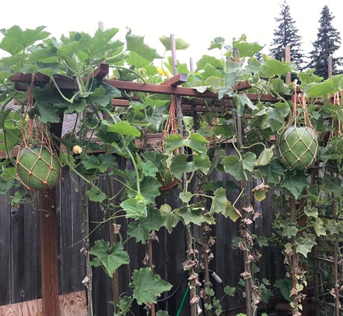 Melon Hammocks Cradles, 5 Pack of Nets for Melons, Perfect for Growing Cantaloupe, Watermelon in Vertical Garden (Orange)...