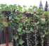Melon Hammocks Cradles, 5 Pack of Nets for Melons, Perfect for Growing Cantaloupe, Watermelon in Vertical Garden (Orange)...