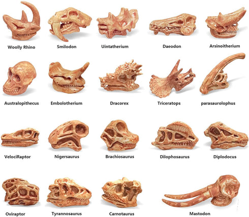 19 PCS Mini Mammal Skull Set Realistic Dinosaur Bones Prehistoric Animals Head Skeleton Playsets Ancient Daeodon Mastodon Collection Figures Model...