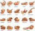 19 PCS Mini Mammal Skull Set Realistic Dinosaur Bones Prehistoric Animals Head Skeleton Playsets Ancient Daeodon Mastodon Collection Figures Model...