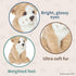 Bearington Lil' Tug The Bulldog Plush, 6.5 Inch Stuffed Bulldog...