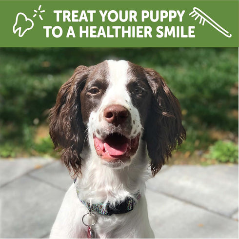 Whimzees by Wellness Dental Treats for Puppies, Natural, Grain Free, Helps to Clean Teeth, Freshen Breath, Reduce Tartar & Plaque, Longer Lasting ...