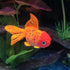 Aquarium Simulation Goldfish, Increase Artificial Fish Moving Floating Fake Fish for Tank Silicone Luminous Fake Swimming Fish for for Aquarium Fi...