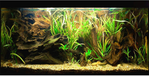 Natural Tropical Biotope Aquarium Background Aquatic Plants Stone Bed Fish Tank Background Undersea Tropical Aquatic Wood Branches Terrarium Backg...