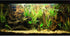 Natural Tropical Biotope Aquarium Background Aquatic Plants Stone Bed Fish Tank Background Undersea Tropical Aquatic Wood Branches Terrarium Backg...