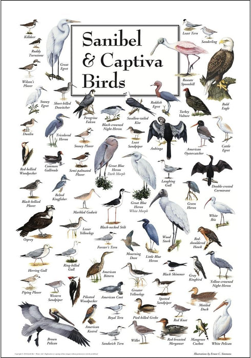 Earth Sky + Water - Sanibel & Captiva Birds - Poster...