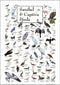 Earth Sky + Water - Sanibel & Captiva Birds - Poster...