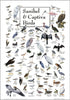 Earth Sky + Water - Sanibel & Captiva Birds - Poster...
