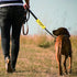 Funny Dog Leash Sleeve Learning Please Ignore Us Dog Leash Wrap Sleeve Alert Tag Pet Birthday Gift (Learning Ignore-YE Sleeve)...