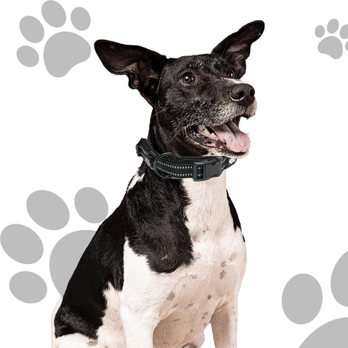 Chai's Choice Dog Collar Small (Black) | Comfortable & Stylish Pet Collar with Adjustable Strap Soft Padded | No-Choke & Quick Release | 3M Reflec...