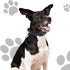 Chai's Choice Dog Collar Small (Black) | Comfortable & Stylish Pet Collar with Adjustable Strap Soft Padded | No-Choke & Quick Release | 3M Reflec...