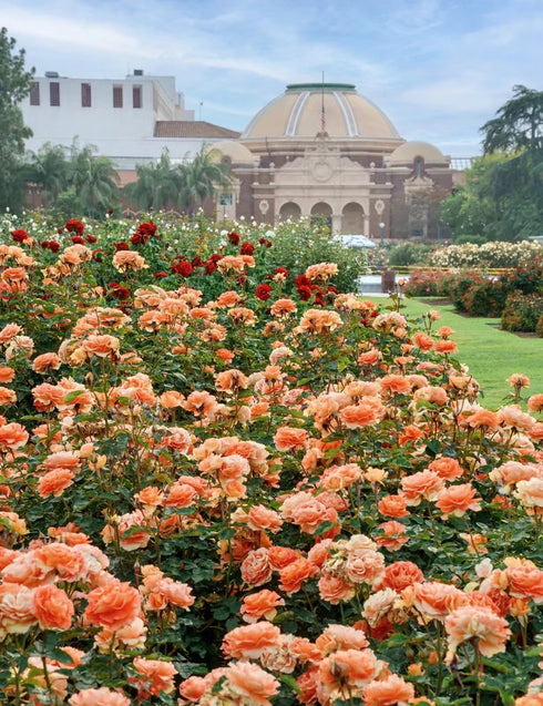 250+ Mix Climbing Roses Flowers Seeds -Rose Bushes Vine Climber Rose Seeds for Planting Outdoors-High Germination Rate Ornamental Your Garden...