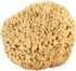 Sea Wool Sponge 5-6" (Large) by Bath & Shower Express ® Natural Renewable Resource, Esponja for Exfoliating and Washing Body...