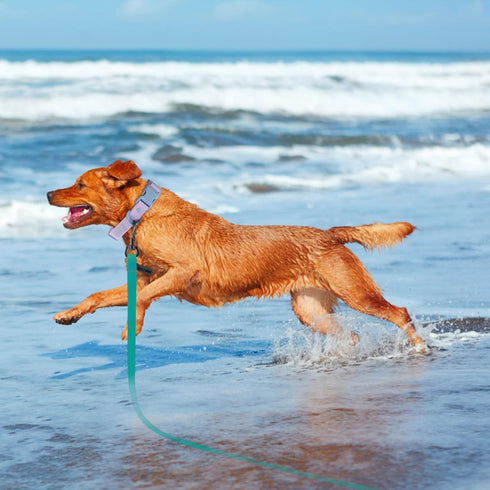 5ft Viridian Green Waterproof Training Dog Leash?Sturdy Dirt & Odor-Resistant Leash for Small Medium Large Dog? Cute Color Leash for Boys Girly Do...