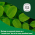 FGO Organic Moringa Tea, 100 Count, Eco-Conscious Tea Bags, Resealable Bag, Caffeine Free, Packaging May Vary (Pack of 1)...