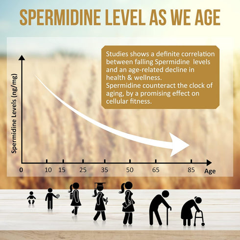 Spermidine Supplements 13mg - 1300mg Wheat Germ Extract Capsules Potent Formula with Higher Spermidine Content and Zinc for Healthy Aging, Daily I...
