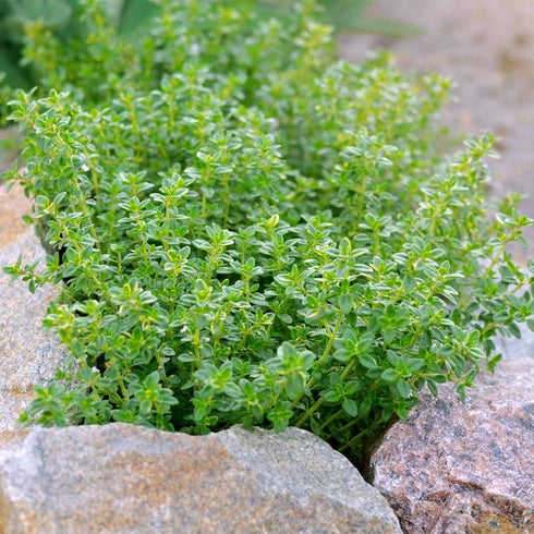 QAUZUY GARDEN 1000 Seeds Lemon Thyme Thymus Citriodorus Herb Flower Seeds Non-GMO Seeds Fast Growing & Maintain...