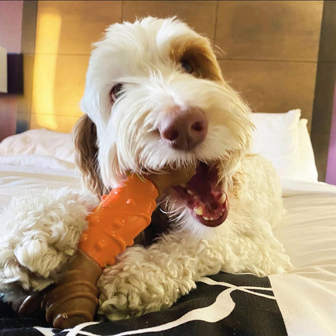 SPOT Bam-Bones Dental Bone - Made with Bamboo Fiber and a Massaging Rubber Center, Durable Oral Care Dog Chew for Light Chewers & Teething Puppies...