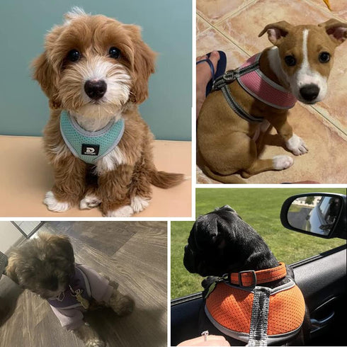 Puppy Harness and Leash Set - Dog Vest Harness for Small Dogs Medium Dogs- Adjustable Reflective Step in Harness for Dogs, Cats - Soft Mesh Comfor...