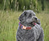Dog Collar Reflective, Multi-Colored Stripe Dog Collar, Soft Adjustable Dog Collars with Metal Buckle for Small Medium Large Dogs, Perfect Pet Col...