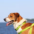 Pawtitas Reflective Dog Collar Adjustable Dog Collars for Small Dogs Puppy Collar Extra Small Dog Collar Teal Dog Collar...