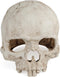 Uniclife Aquarium Skull Reptile House Decor Resin Head Skeleton Ornament for Tank Landscape Decorative Hideout Cave Shelter for Small Fish Shrimp ...