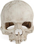 Uniclife Aquarium Skull Reptile House Decor Resin Head Skeleton Ornament for Tank Landscape Decorative Hideout Cave Shelter for Small Fish Shrimp ...