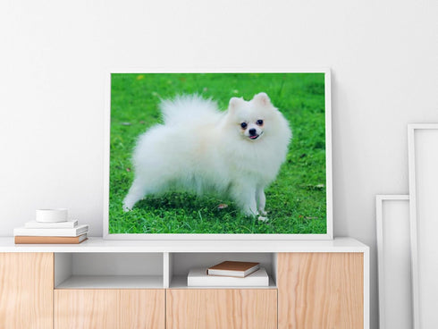 MOER SKY White Dog Animal 5D DIY Full Drill Diamond Painting Kits, White Puppy Diamond Painting Craft Canvas Children and Adult Embroidery Arts Cr...