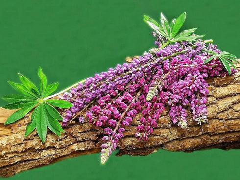 Seeds Sage (Salvia Officinalis) Non GMO Heirloom...