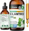 Cilantro Supplement - Organic Cilantro Leaf Tincture - Rich Source of Antioxidants - Natural Body Cleansing & Detox Liquid - Vegan, Alcohol Free D...