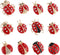 12Pcs Ladybug Brooch Pins Small Rhinestone Ladybug Lapel Pins Bling Clothing Decorations for Shirts Dress Backpack Jacket Hat, Red...