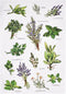 Peking Handicraft 04SER532WC Field Guide Herbs Flour Sack Kitchen Towel, 25-inch Height,Cotton...