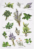 Peking Handicraft 04SER532WC Field Guide Herbs Flour Sack Kitchen Towel, 25-inch Height,Cotton...