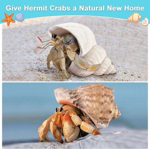 Hermit Crab Shells Large 6pcs,Natural Conch Shell Size 2.8" - 3.8", Opening Size 1.5" - 2.7", Hermit Crab Sand,Hermit Crab Habitat,Large Sea Shell...