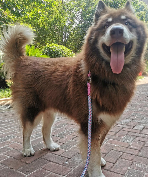 2FT 3FT 4FT 6FT 10FT Reflective Dog Leash- Strong Nylon Rope Braided Dog Training Leash for Extra Large Medium Dogs Walking Leads (Pink 6 Foot 3/4...