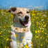 Elegant little tail Dog Collar, Sunflower Pattern Pet Collar Durable Cute Dog Collars Summer Fall Female Pet Gift Adjustable Dog Collar for Small ...