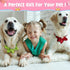 Reginary 20 Pcs Dog Collar Flowers 3.35 Inch Pet Flower Bow Ties Multi Color Dog Flower Dog Collar Bows for Puppy Dog Cat Pet Collar Grooming Acce...