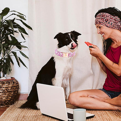 Elegant little tail Dog Collar, Watermelon Print Pet Collar Summer Dog Collar Pet Collar Dog Cotton Durable Dog Collar Metal Buckle Collar for Med...