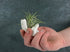 4 Pack Air Plant Holders Unique Ceramic Mini Airplants Stand Tillandsia Succulent Display Container Pot Cute Home Decor for Desk Table Shelf Windo...