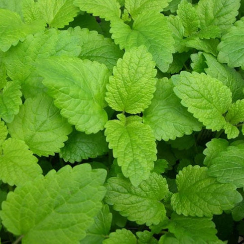 CHUXAY GARDEN Melissa Officinalis Seed 300 Seeds Perennial Herb Plant Lemon Balm Edible Seasoning Culinary Plants Robust Flavor Highly Fragrant Gr...