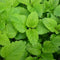 CHUXAY GARDEN Melissa Officinalis Seed 300 Seeds Perennial Herb Plant Lemon Balm Edible Seasoning Culinary Plants Robust Flavor Highly Fragrant Gr...