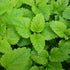 CHUXAY GARDEN Melissa Officinalis Seed 300 Seeds Perennial Herb Plant Lemon Balm Edible Seasoning Culinary Plants Robust Flavor Highly Fragrant Gr...