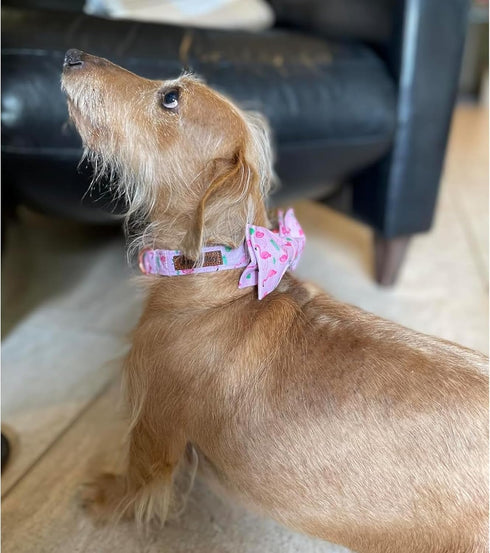 Lionheart glory Dog Bow Collar Valentine's Day Dog Collar for Small Dogs, pink Dog Collar with Bowtie Spring Dog Collar Pet Collar Bows...