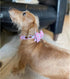Lionheart glory Dog Bow Collar Valentine's Day Dog Collar for Small Dogs, pink Dog Collar with Bowtie Spring Dog Collar Pet Collar Bows...