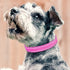 PetJoy Shock Collar Replacement Collar Strap, Reflective Dog Collars Strong, Durable & Adjustable Dog Collar- 2 Piece Set Collar for Dogs...