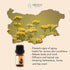 Organic Helichrysum Essential Oil 1/6 Fl Oz | 5ml | Helichrysum italicum | 100% Pure and Natural | Undiluted | Therapeutic Grade | Family Owned Fa...